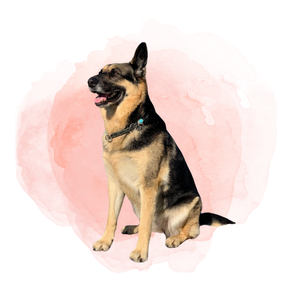 Portrait von Hund Maya